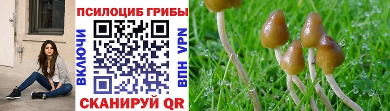 наркотики  Кохма  Галлюциногенные грибы Cubensis 